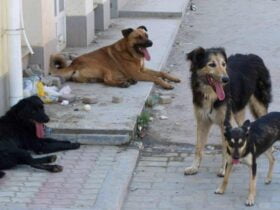 «Нападають на людей, загризають котів», - краматорці скаржаться на безпритульних тварин.