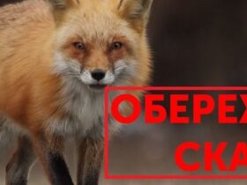 "Сказ: Небезпечна Інфекційна Хвороба, Що Завершується Смертю – Загроза для Людей і Тварин"