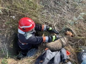 Рятувальники на Донеччині врятували собаку з ями