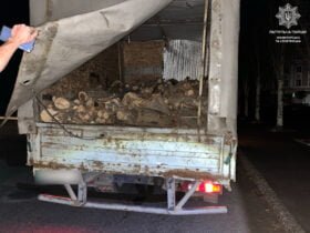 спиляні стовбури дерев