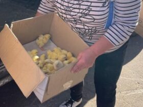 отримали курчат та комбікорм у вигляді гуманітарної допомоги