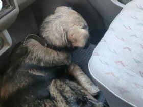 "Білі янголи"