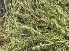 зберігав вдома 29 кг канабісу