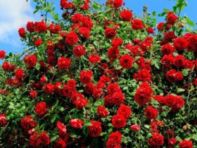 Троянди у Краматорську