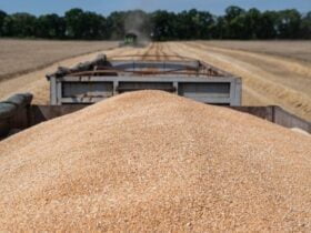 імпорт зерна