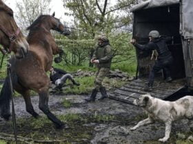 волонтери UAnimals евакуювали кобилу