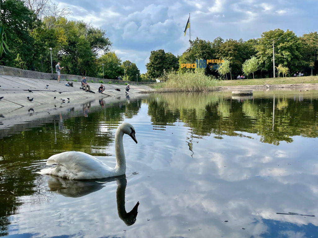 У Краматорську у Ювілейному парку з'явився лебідь