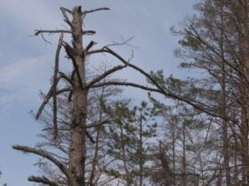сосни в парку "Святі гори"