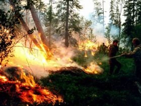 Пожежі на Донеччині