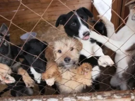 притулок для тварин