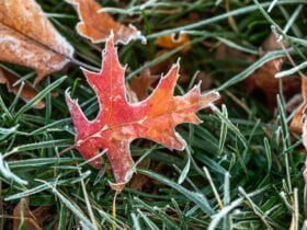 На Донеччині очікуються заморозки