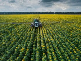 На Донеччині засіяли 46% полів пшеницею, ячменем та ріпаком