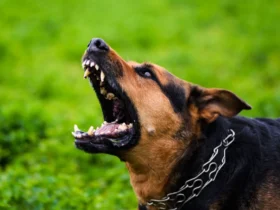 Чим небезпечний сказ та як уберегтися