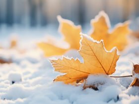 В Україні — сніг