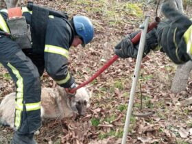 Рятувальники визволили собаку з ями
