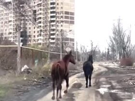 Поліція та волонтери евакуювали двох коней з Авдіївки