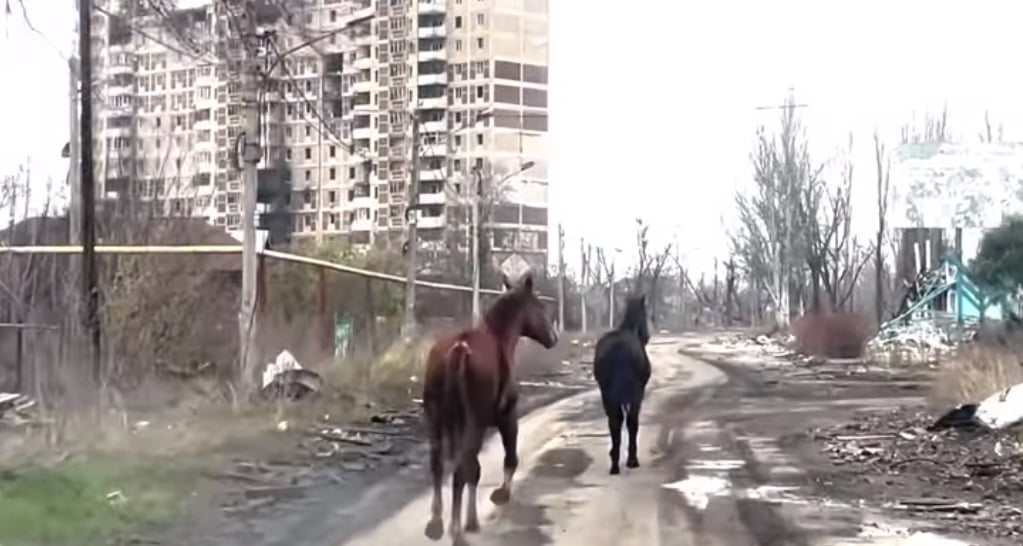 Поліція та волонтери евакуювали двох коней з Авдіївки