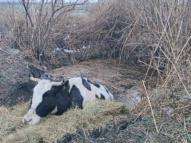 Корову врятували з криниці в Краматорському районі