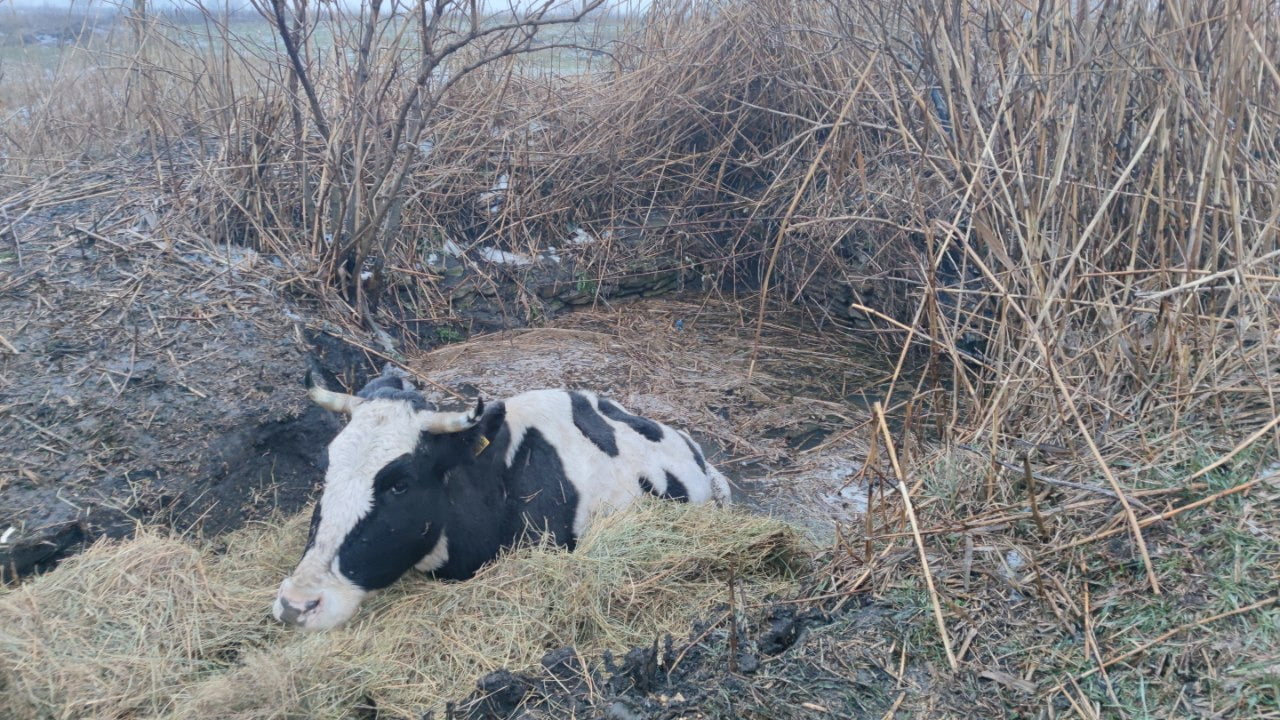 Корову врятували з криниці в Краматорському районі