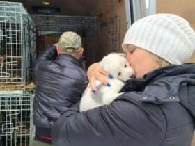 Триває збір на евакуацію тварин з Донецької і Херсонської областей