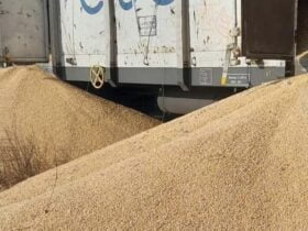 У Польщі утилізують українське зерно, яке розсипали під час протестів фермерів