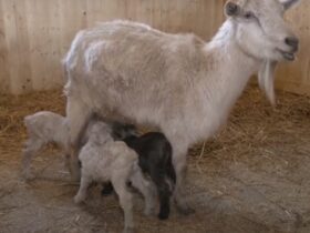 У контактному зоопарку Слов'янська народилися троє альпійських козенят