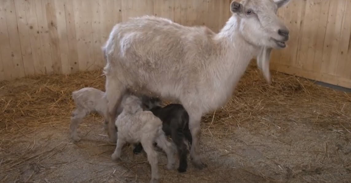 У контактному зоопарку Слов'янська народилися троє альпійських козенят