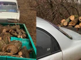 незаконного спилювання деревини