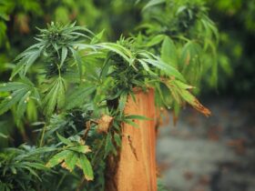 Зеленський підписав закон про легалізацію медичного канабісу