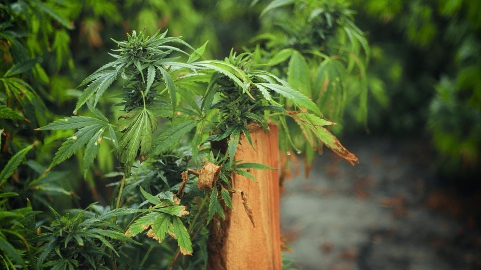 Зеленський підписав закон про легалізацію медичного канабісу