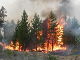 ліс горить