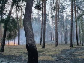 Росія знищила понад 60 тисяч гектарів лісу