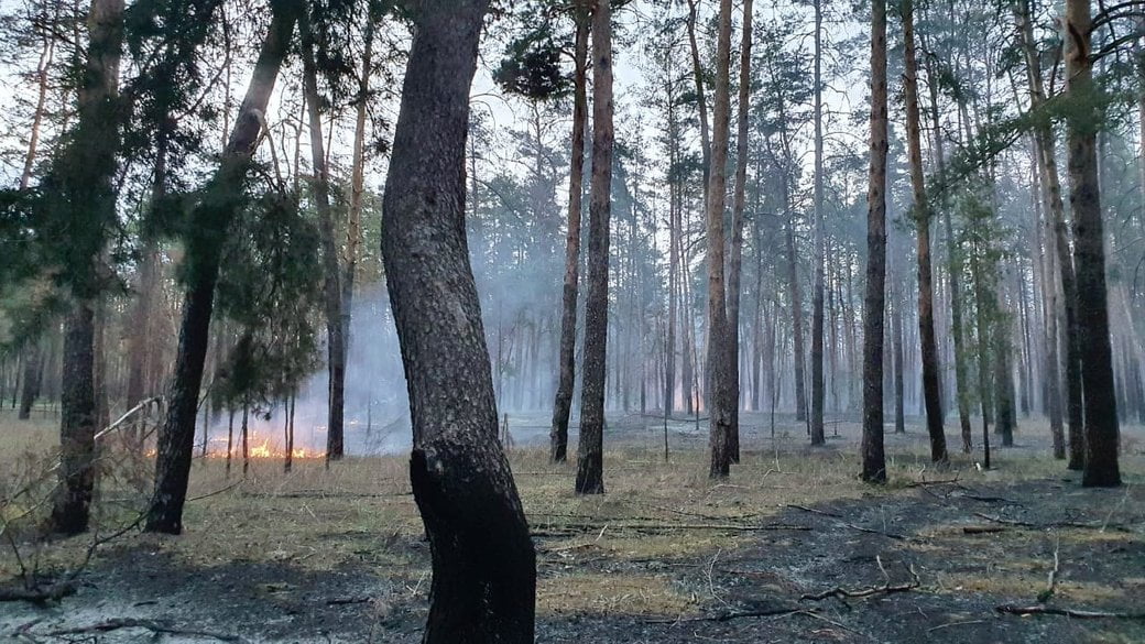 Росія знищила понад 60 тисяч гектарів лісу