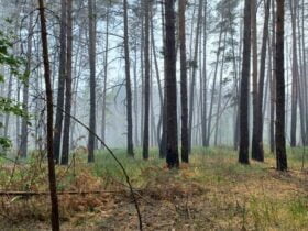 ДСНС про пожежу в Лиманських лісах