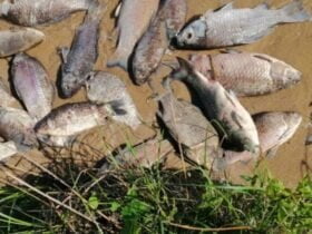 У водоймі поблизу Хмельницької АЕС зафіксували масовий мор риби: що відомо