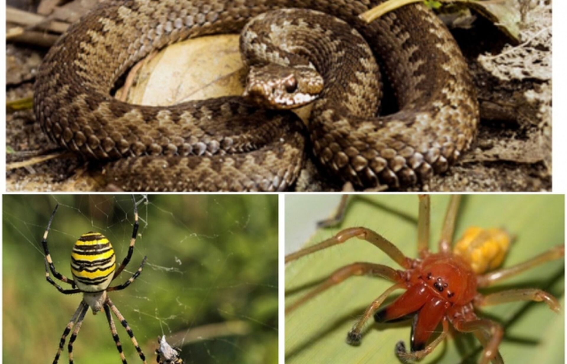 отруйні комахи та змії