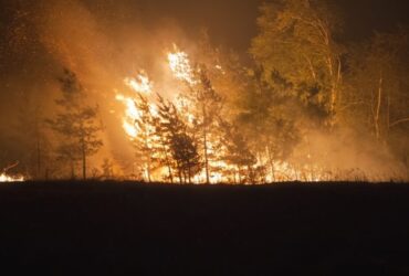 горить ліс, пожежа