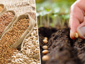 насіння овочів