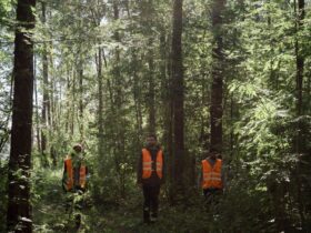 Привітання з Днем лісівника: найзеленіші слова для працівників лісу