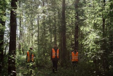Привітання з Днем лісівника: найзеленіші слова для працівників лісу