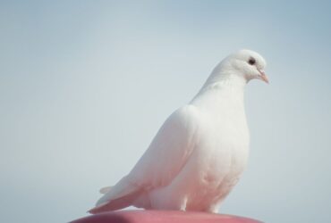 Привітання з Днем миру: найзаповітніші слова до 21 вересня