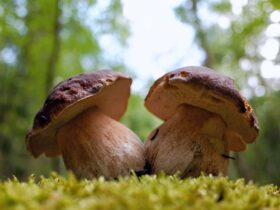 Скільки варити білі гриби: свіжі, сушені, заморожені