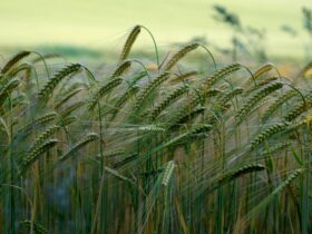 Скільки варити перловку: з замочуванням і без