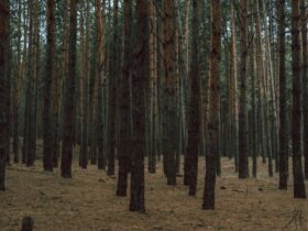 Як вивести смолу з одягу: заморозка, спирт і олія